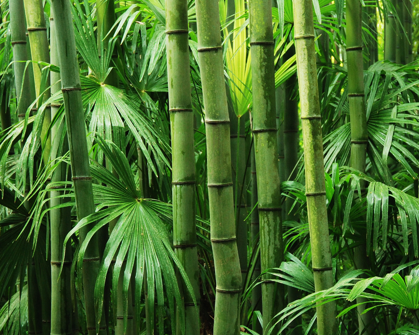 Banner Bambu Composizione Spazzolino