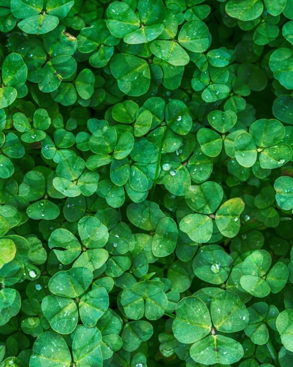 Friendly Shop Blog Greenwashing Principale