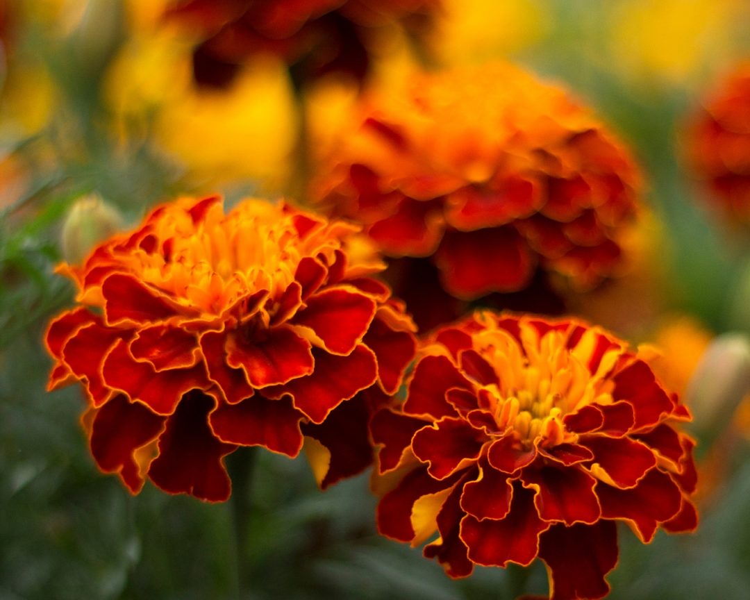 Banner calendula orizzontale