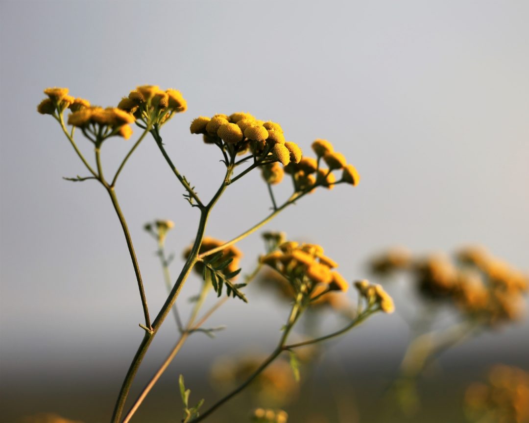 Banner elicriso orizzontale