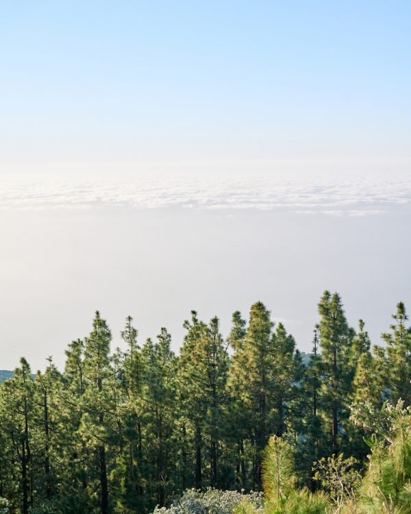 Homepage 9 Banner Piantare Alberi