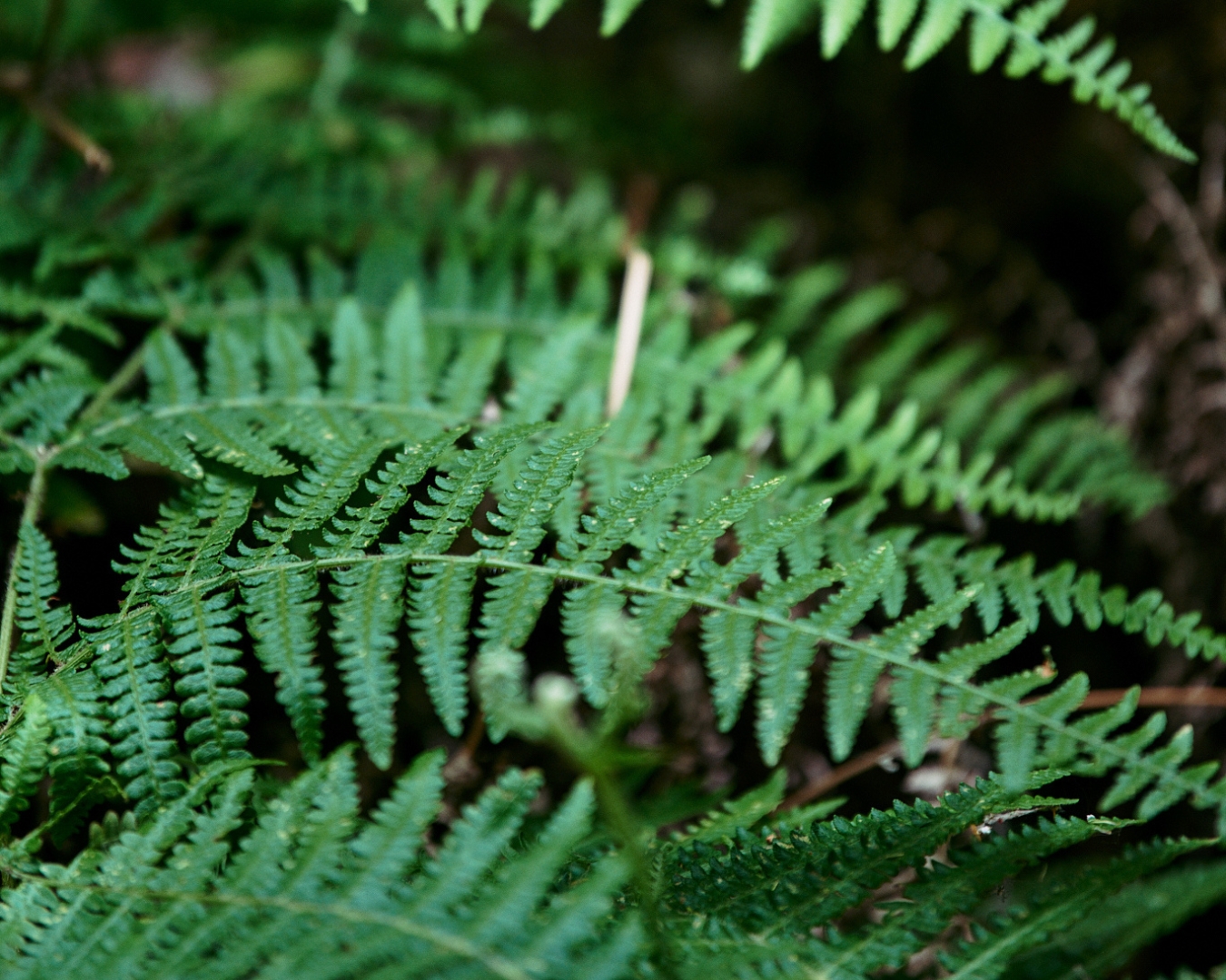 Blog Anteprima Cose il greenwashing e come riconoscerlo