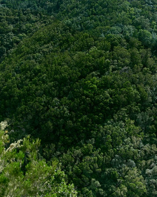 Friendly Shop Blog Piantare E Crescere Alberi Bosco