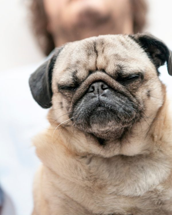 Friendly Shop Blog Vivere Sostenibile Con Il Tuo Cane Annie