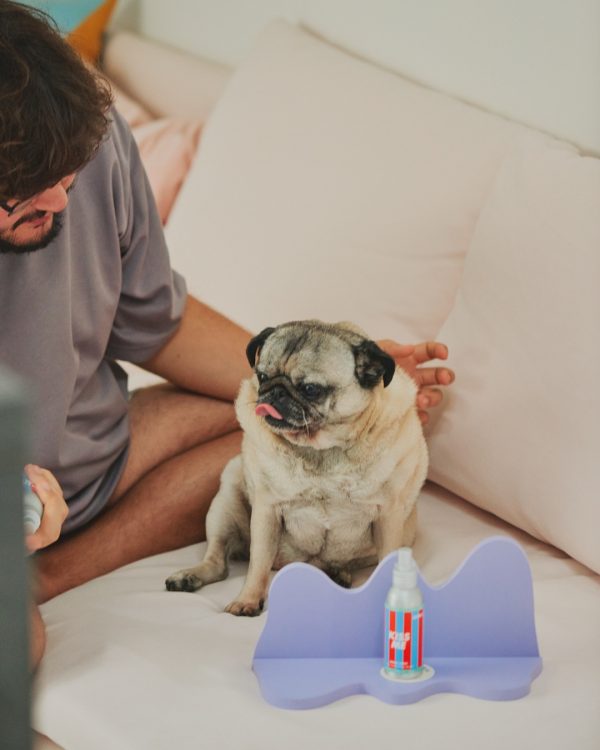 Jampy Dentifricio Per Cani Kiss Me In Utilizzo