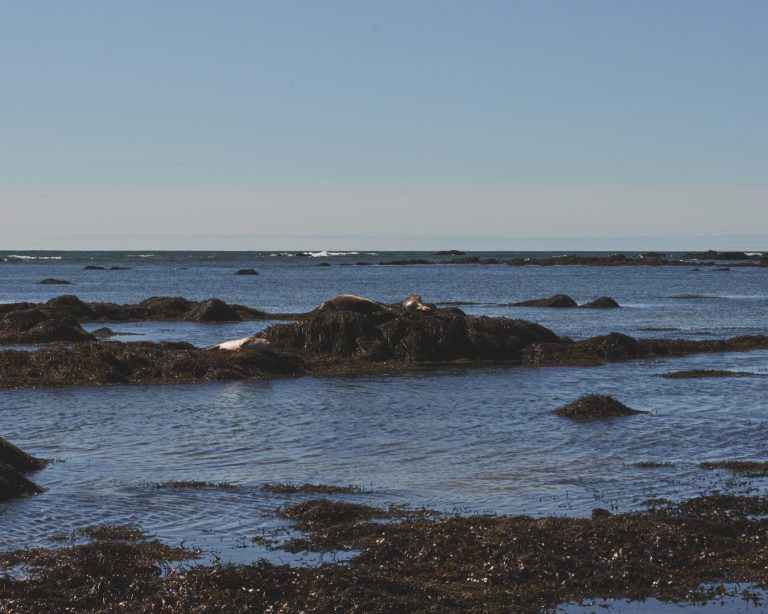 Islanda sostenibile ytri tunga
